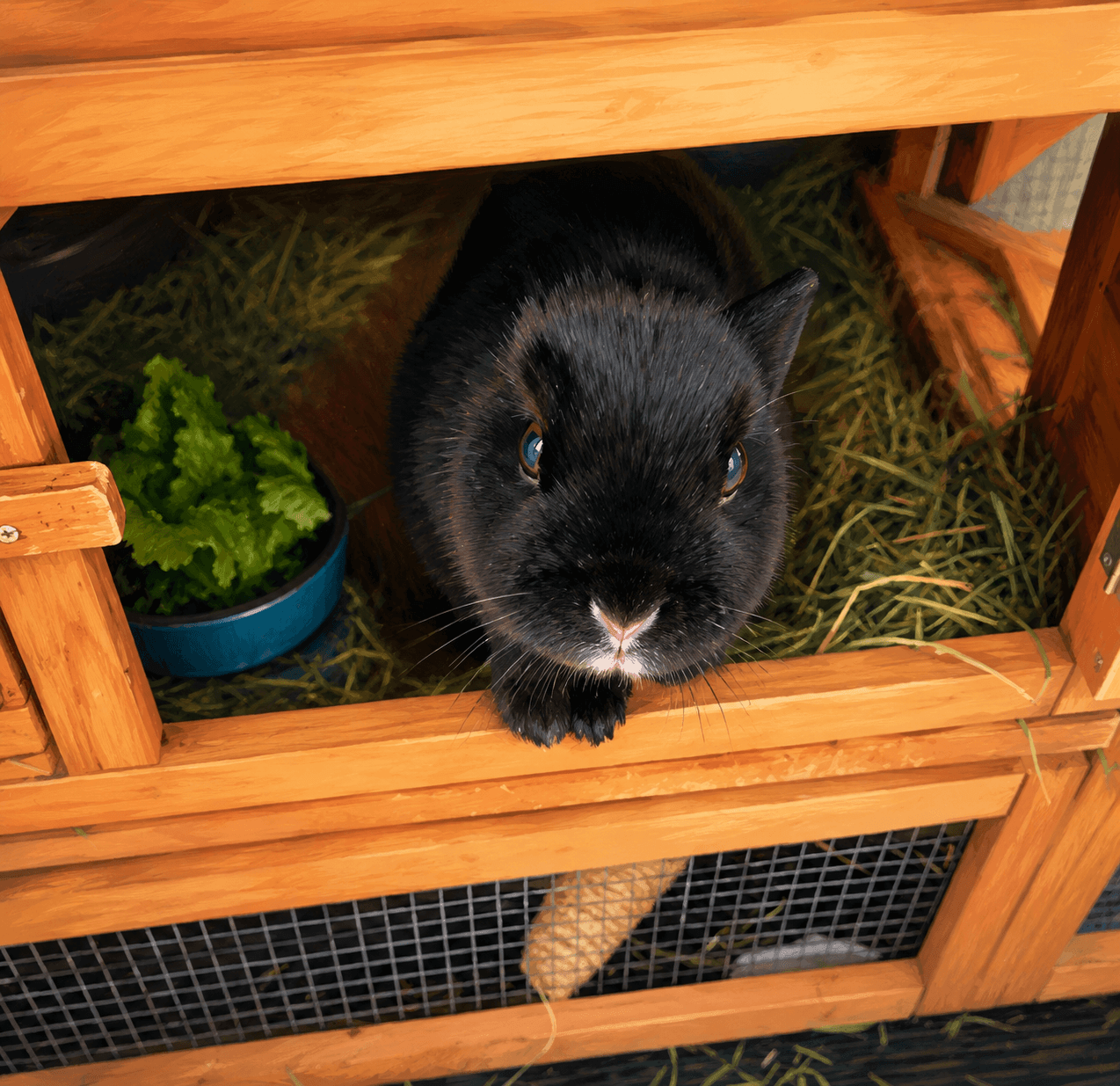 Black bunny looking out from her hutch